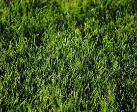 3 eenvoudige tips voor een prachtig gazon