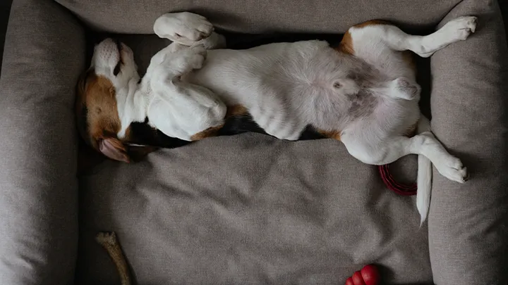 5 redenen waarom jouw hond graag op z’n rug slaapt