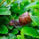 Des escargots dans votre jardin ? Cette astuce respectueuse de l’environnement les fera fuir en un rien de temps !