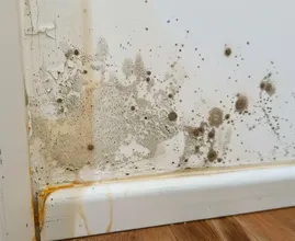 Get rid of mold around your house easily!