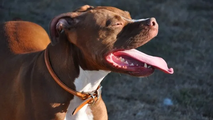 Hombre encuentra un pitbull atado a un árbol y lee la carta que está al lado