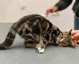 Gezocht: baasje van avontuurlijk katje dat door half Nederland reisde