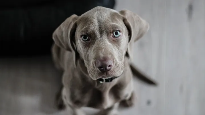Como reconhecer se seu animal de estimação está lidando com demência