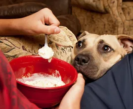 Wusstest du, dass du diese zwei Lebensmittel NIEMALS deinem Hund geben solltest? Es ist giftig und kann sogar tödlich sein!