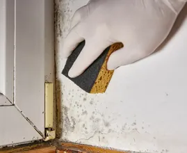 Should you use vinegar to remove mould? Experts in different countries disagree