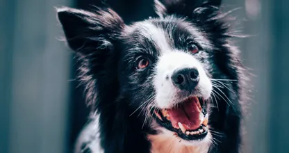 W 2022 roku border collie posprzątał ponad 1000 plastikowych butelek