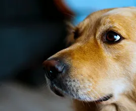 Hond Hank redt familie en buren van enorme brand in achtertuin