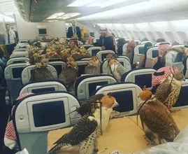 Warum 80 Raubvögel ein Flugticket bekamen