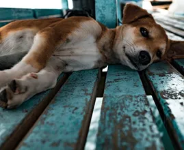 Politie redt meerdere uitgedroogde honden van snikhete balkons