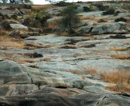 ¿Puedes encontrar el leopardo de la foto? Casi nadie lo encuentra.
