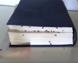 Nicht nur im Bett: Bettwanzen kann man also auch von diesen 4 unerwarteten Orten bekommen!