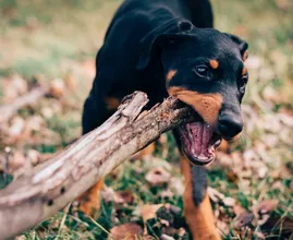 Wat te doen als een hond (van een ander) je bijt?