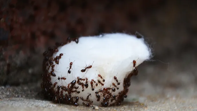 Eca, formigas na casa! Com ESTE remédio natural do armário da cozinha, você nunca mais as verá!