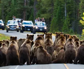 Bears Block Yellowstone Road – The Reason Why Leaves Drivers Frozen