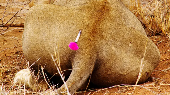 Un lion demande de l’aide à un photographe - Attendez de savoir pourquoi
