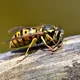 Oh no, wasps! No need to panic because with this trick they'll definitely stay away!