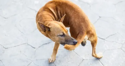 Aha: hierdoor zit je hond steeds zijn staart achterna