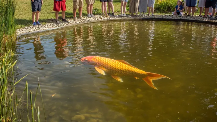 She Found a Golden Carp – What the Scientists Discover Will Blow Your Mind