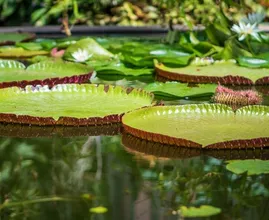 Vieze, groene vijver in de tuin? Zo maak je ‘m weer helder en schoon