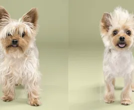 Diese Fotos von Hunden nach dem Friseur, die musst du dir ansehen!