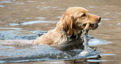 Polizei warnt: sei vorsichtig wo du deinen Hund ins Wasser lässt