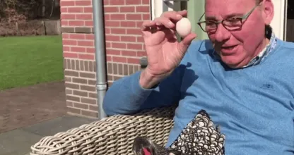 VIDEO: Toos de kip legt een ei op schoot van Jan de Hoop! Hier wordt je direct vrolijk van!