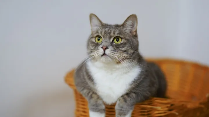 How to recognize if your pet is dealing with dementia