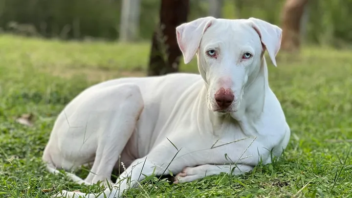 15 raças de cães que não podem ser mantidas como animais de estimação