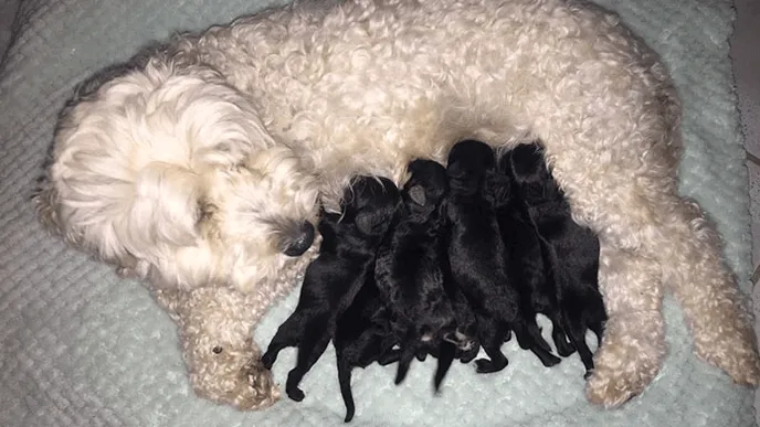 Er ie iemand niet helemaal trouw geweest; wit hondenkoppel krijgt zwarte puppies!