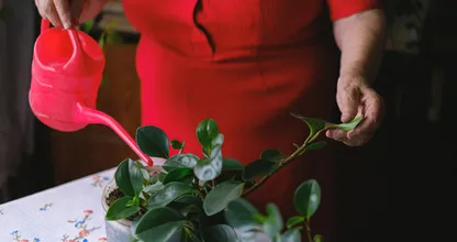 Houd je planten in leven met déze vier tips