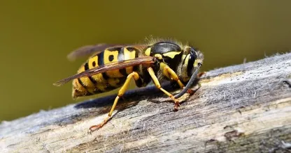 Oh no, wasps! No need to panic because with this trick they'll definitely stay away!