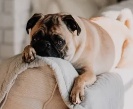 Wetenschappelijk bewezen: hierover dromen honden tijdens het slapen