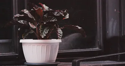 Ideaal: deze 4 kamerplanten genieten van een donker hoekje in huis