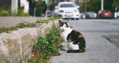 El gato polaco es la atracción turística mejor valorada en Google Maps