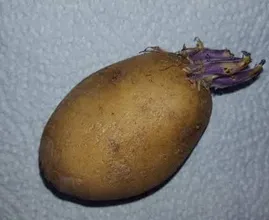 Kartoffeln mit Trieben, gesund oder ungesund? DAS war dir bestimmt nicht klar!