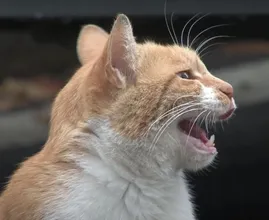Deze dakloze kat neemt alleen eten uit een zakje aan en de reden is ontroerend 