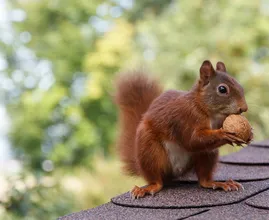 Eichhörnchen in Futternot: So einfach kannst du ihnen jetzt helfen!