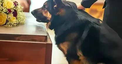 元警察犬、過去の飼い主の棺に吠え続ける - 墓に持ち込んだ秘密を明かす