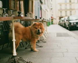 Dit is waarom een hond achter zijn eigen staart aan rent