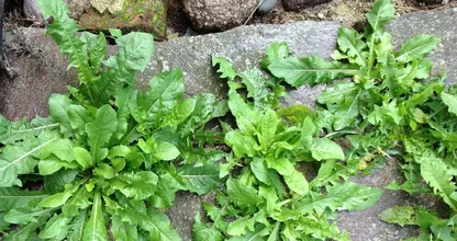 ¡Deshazte de las malas hierbas del jardín con este truco barato y fácil! ¡No se necesitan productos químicos!