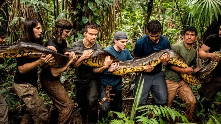 Die Entdeckung im Inneren des Körpers eines riesigen Alligators gibt Wissenschaftlern Rätsel auf!