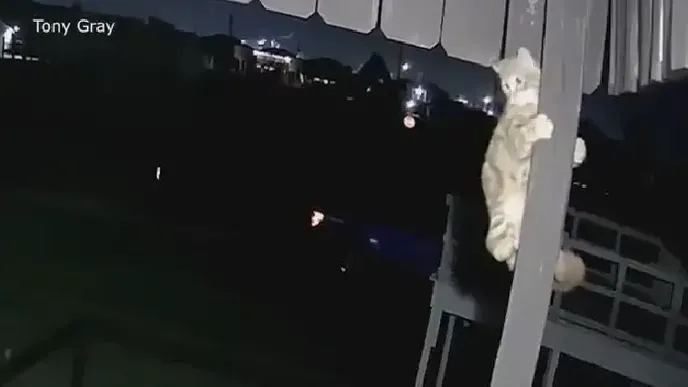 オオカミが猫を玄関先から奪う – その様子がすべてカメラに捉えられた