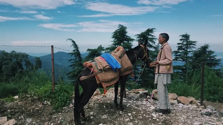 Animal welfare organisations warn tourists about animal cruelty