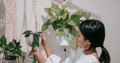 Handig om te weten: zo geef je hangplanten water