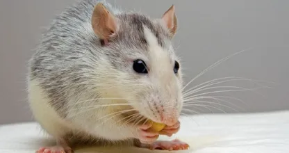 Mice and other vermin will be a thing of the past with THIS animal friendly trick!