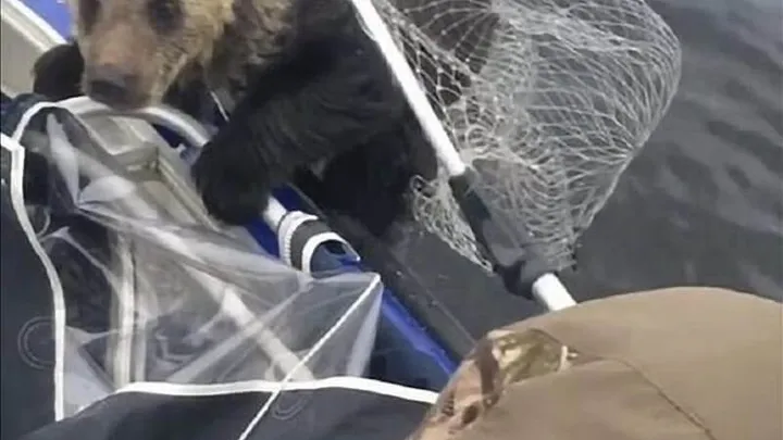 Echa un vistazo a las cosas impactantes que hace esta madre osa mientras los pescadores salvan a sus cachorros