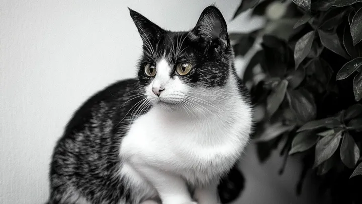 Kat blijft vriend knuffelen voordat hij wordt ingeslapen - De reden erachter zal je doen verbleken!