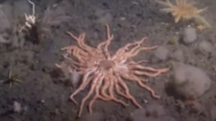 Des scientifiques explorent les endroits les plus profonds de la Terre et rencontrent l'"étoile de la mort".