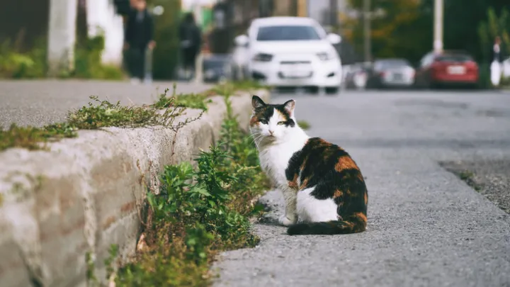 El gato polaco es la atracción turística mejor valorada en Google Maps