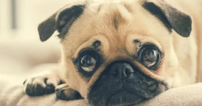 Grappig! Dit is wat jouw hond zegt over je karakter